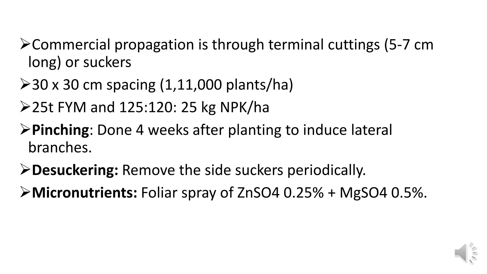 chrysanthemum-ppt