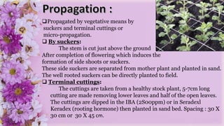 Propagated by vegetative means by
suckers and terminal cuttings or
micro-propagation.
 By suckers:
The stem is cut just above the ground
After completion of flowering which induces the
formation of side shoots or suckers.
These side suckers are separated from mother plant and planted in sand.
The well rooted suckers can be directly planted to field.
 Terminal cuttings:
The cuttings are taken from a healthy stock plant, 5-7cm long
cutting are made removing lower leaves and half of the open leaves.
The cuttings are dipped in the IBA (2S00ppm) or in Seradexl
Keradex (rooting hormone) then planted in sand bed. Spacing : 30 X
30 cm or 30 X 45 cm.
 