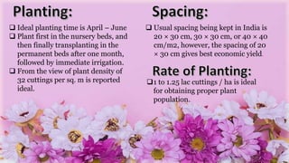  Ideal planting time is April – June
 Plant first in the nursery beds, and
then finally transplanting in the
permanent beds after one month,
followed by immediate irrigation.
 From the view of plant density of
32 cuttings per sq. m is reported
ideal.
 Usual spacing being kept in India is
20 × 30 cm, 30 × 30 cm, or 40 × 40
cm/m2, however, the spacing of 20
× 30 cm gives best economic yield.
1 to 1.25 lac cuttings / ha is ideal
for obtaining proper plant
population.
 