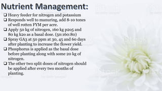  Heavy feeder for nitrogen and potassium
 Responds well to manuring, add 8-10 tones
of well rotten FYM per acre.
 Apply 50 kg of nitrogen, 160 kg p2o5 and
80 kg k2o as a basal dose. (50:160:80)
 Spray GA3 at 50 ppm at 30, 45 and 60 days
after planting to increase the flower yield.
 Phosphorus is applied as the basal dose
before planting along with some 20 kg of
nitrogen.
 The other two split doses of nitrogen should
be applied after every two months of
planting.
 