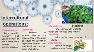 Weed control:
Done manually,
normally 8-10
yearly. Control of
soil is made loose
porous to
provide aeration.
Pinching:
Removal of
growing tips of the
growing tips of the plant
to induce the growth of
vegetative laterals. Soft
and Hard are the two
types of pinching.
De-suckering:
For proper growth of plants,
suckers are removed time to time.
Budding:
Helps to increase number of
plants.
Dis-budding:
Perform for large
and decorative flower.
Pinching
 
