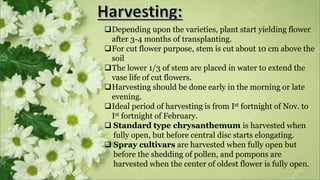 Depending upon the varieties, plant start yielding flower
after 3-4 months of transplanting.
For cut flower purpose, stem is cut about 10 cm above the
soil
The lower 1/3 of stem are placed in water to extend the
vase life of cut flowers.
Harvesting should be done early in the morning or late
evening.
Ideal period of harvesting is from Ist fortnight of Nov. to
Ist fortnight of February.
 Standard type chrysanthemum is harvested when
fully open, but before central disc starts elongating.
 Spray cultivars are harvested when fully open but
before the shedding of pollen, and pompons are
harvested when the center of oldest flower is fully open.
 