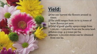 One can harvest the flowers around 15
times.
The yield ranges from 10 to 15 tones of
loose flowers per acre.
Yield of good quality sprays range from
1,00,00 – 1,20,000 from one ha area land.
Raton crop: 4-5 tones per ha.
Sprays- 1,00,000 stems can be obtained
from one ha.
 