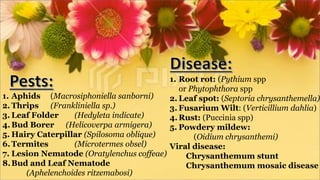 1. Aphids (Macrosiphoniella sanborni)
2. Thrips (Frankliniella sp.)
3. Leaf Folder (Hedyleta indicate)
4.Bud Borer (Helicoverpa armigera)
5. Hairy Caterpillar (Spilosoma oblique)
6.Termites (Microtermes obsel)
7. Lesion Nematode (Oratylenchus coffeae)
8.Bud and Leaf Nematode
(Aphelenchoides ritzemabosi)
1. Root rot: (Pythium spp
or Phytophthora spp
2. Leaf spot: (Septoria chrysanthemella)
3. Fusarium Wilt: (Verticillium dahlia)
4.Rust: (Puccinia spp)
5. Powdery mildew:
(Oidium chrysanthemi)
Viral disease:
Chrysanthemum stunt
Chrysanthemum mosaic disease
 