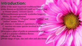 One of the most important traditional flower
Also Known as QUEEN OF EAST or Glory of East
or Winter Queen/ Autumn Queen
Chrysanthemums generally symbolize longevity,
fidelity, joy and optimism.
Chrysanthemum = “Chrysos” means “Golden” and
“anthos” means “Flower”.
C. sinense, C. inicum, C. japonicum, C. ornatum,
C. maxima are some species involved in the
development.
Occupies a place of pride at commercial crop as
well as a popular exhibition flower.
Ranks 2nd after Rose.
Wide range of type, size and color and also forms.
 
