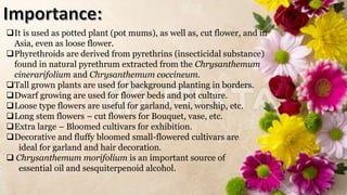 It is used as potted plant (pot mums), as well as, cut flower, and in
Asia, even as loose flower.
Phyrethroids are derived from pyrethrins (insecticidal substance)
found in natural pyrethrum extracted from the Chrysanthemum
cinerarifolium and Chrysanthemum coccineum.
Tall grown plants are used for background planting in borders.
Dwarf growing are used for flower beds and pot culture.
Loose type flowers are useful for garland, veni, worship, etc.
Long stem flowers – cut flowers for Bouquet, vase, etc.
Extra large – Bloomed cultivars for exhibition.
Decorative and fluffy bloomed small-flowered cultivars are
ideal for garland and hair decoration.
 Chrysanthemum morifolium is an important source of
essential oil and sesquiterpenoid alcohol.
 