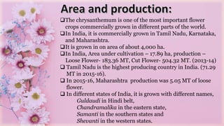 The chrysanthemum is one of the most important flower
crops commercially grown in different parts of the world.
In India, it is commercially grown in Tamil Nadu, Karnataka,
and Maharashtra.
It is grown in on area of about 4,000 ha.
In India, Area under cultivation – 17.89 ha, production –
Loose Flower- 183.36 MT, Cut Flower- 504.32 MT. (2013-14)
 Tamil Nadu is the highest producing country in India. (71.29
MT in 2015-16).
 In 2015-16, Maharashtra production was 5.05 MT of loose
flower.
 In different states of India, it is grown with different names,
Guldaudi in Hindi belt,
Chandramalika in the eastern state,
Samanti in the southern states and
Shevanti in the western states.
 