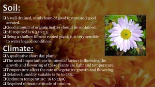 Soil:
A well drained, sandy loam of good texture and good
aerated.
Good amount of organic matter should be contained.
pH required is 6.5 to 7.5.
Being a shallow fibrous rooted plant, it is very sensible
to water logged conditions.
Climate:
A qualitative short day plant.
The most important environmental factors influencing the
growth and flowering of these plants are light and temperature.
Temperature affect the rate of vegetative growth and flowering.
Relative humidity suitable is 70 to 75%.
Optimum temperature: 16 to 250C.
Required ultimate attitude of 1200 m.
 
