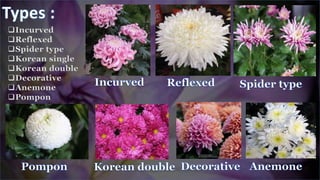 Incurved
Reflexed
Spider type
Korean single
Korean double
Decorative
Anemone
Pompon
 