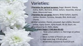 Varieties for garland purpose: Eaggi, Basanti, Shanty,
Indira, Rakhi, Red Gold, Birbal, Sahani, Vasantika, Sharad
Mala, Meera and Jaya.
Varieties for cut spray: Apsara, Birbal Sahani, Jayanti,
Jubilee, Kundan, Purnima, Nanako, Riot, Arctic and
Charlia.
Other varieties: Florets, snowball, Agni-shikha, Navneet
yellow, Gypsy Queen, Ajina Purple, M-24, Gauri, etc.
Developed by Dr. PDKV, Akola-
PDKV Ragini ( CHR-Mut-05-02)
o New colour pattern i.e. Red tinge on yellow
petals.
o More number of flowers per plant
o High yield (Avg. 179.40 q/ha)
o Moderately resistant to Fusarium wilt.
 