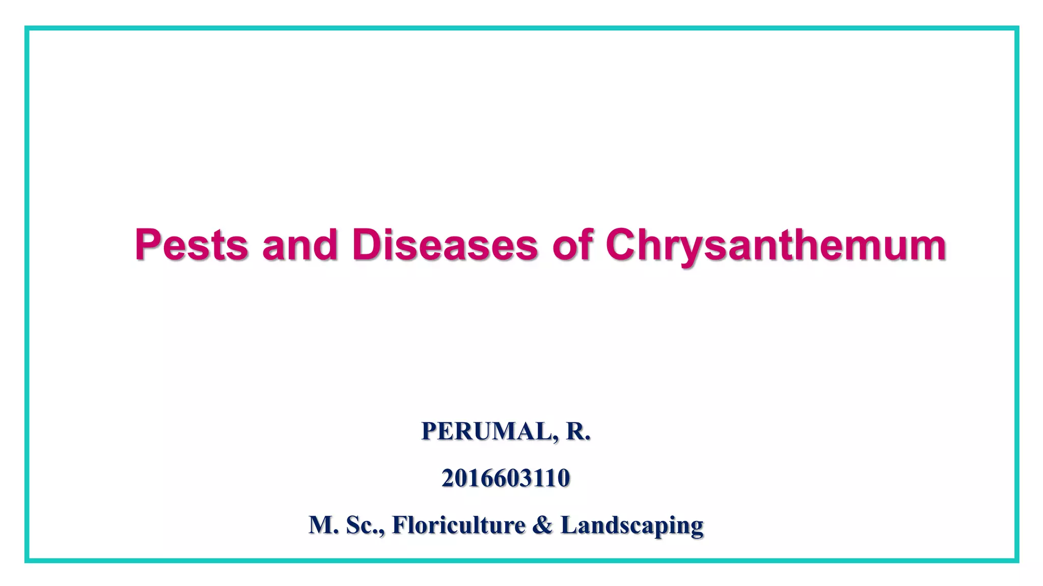 Chrysanthemum pest and diseases PPT