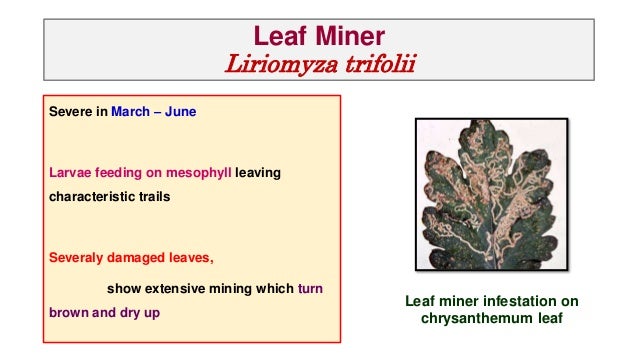 Chrysanthemum Pest And Diseases