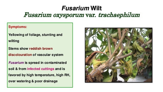 Chrysanthemum Pest And Diseases