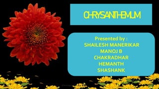 CHRYSANTHEMUM
Presented by :
SHAILESH MANERIKAR
MANOJ B
CHAKRADHAR
HEMANTH
SHASHANK
 