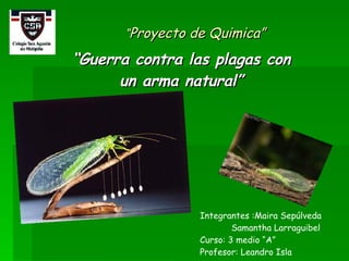 “ Proyecto de Quimica” “ Guerra contra las plagas con un arma natural” Integrantes :Maira Sepúlveda  Samantha Larraguibel  Curso: 3 medio “A” Profesor: Leandro Isla  