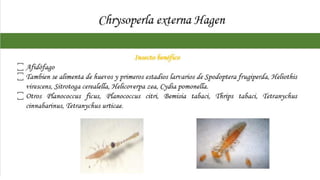 Chrysopidae