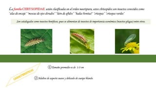 Chrysopidae