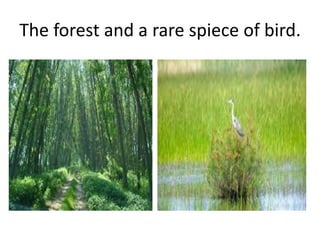 The forest and a rare spiece of bird.
 