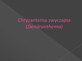 Chryzantema zwyczajna(Dendranthema) 