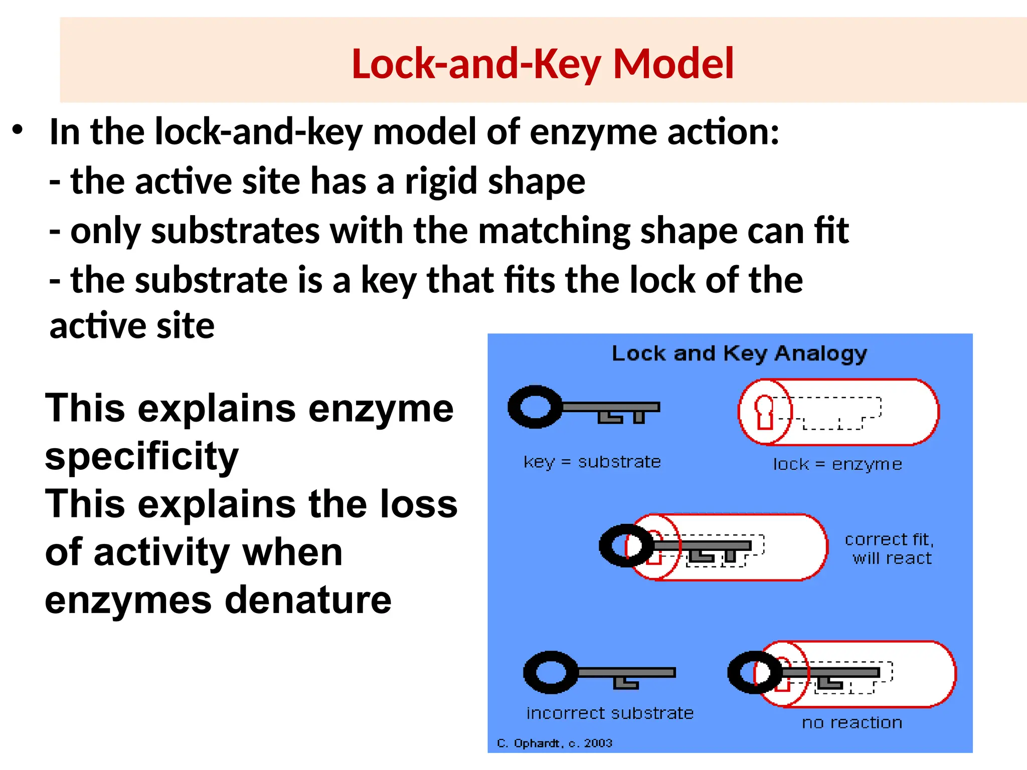 Lock-and-Key Model
• In the lock-and-key model of enzyme action:
- the active site has a rigid shape
- only substrates with the matching shape can fit
- the substrate is a key that fits the lock of the
active site
This explains enzyme
specificity
This explains the loss
of activity when
enzymes denature
 