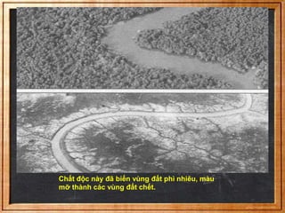 Chất độc này đã biến vùng đất phì nhiêu, màu 
mỡ thành các vùng đất chết. 
 