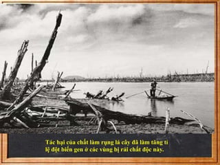 Tác hại của chất làm rụng lá cây đã làm tăng tỉ 
lệ đột biến gen ở các vùng bị rải chất độc này. 
 