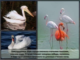 Прислушаемся. Шум города сменился птичьими голосами,
плеском воды. В пруду плавают изящные лебеди, пеликаны.
У воды ярко-розовые фламинго на длинных и тонких ногах.
 