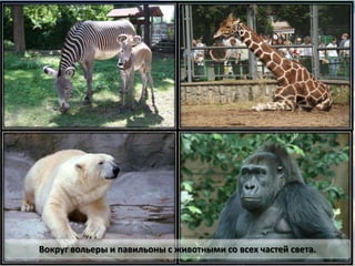 Вокруг вольеры и павильоны с животными со всех частей света.
 