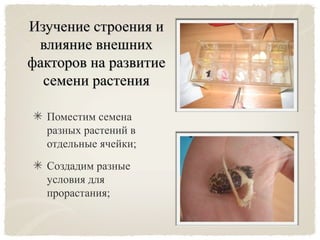 Изучение строения иИзучение строения и
влияние внешнихвлияние внешних
факторов на развитиефакторов на развитие
семени растениясемени растения
Поместим семена
разных растений в
отдельные ячейки;
Создадим разные
условия для
прорастания;
 