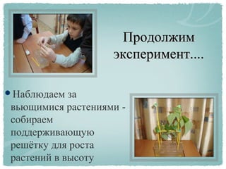 ПродолжимПродолжим
эксперимент....эксперимент....
Наблюдаем за
вьющимися растениями -
собираем
поддерживающую
решётку для роста
растений в высоту
 