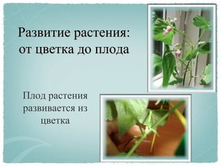 Развитие растения:Развитие растения:
от цветка до плодаот цветка до плода
Плод растения
развивается из
цветка
 