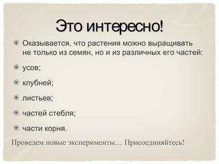 Оказывается, что растения можно выращивать
не только из семян, но и из различных его частей:
усов;
клубней;
листьев;
частей стебля;
части корня.
ЭтоЭто интересноинтересно!!
Проведем новые эксперименты… Присоединяйтесь!
 