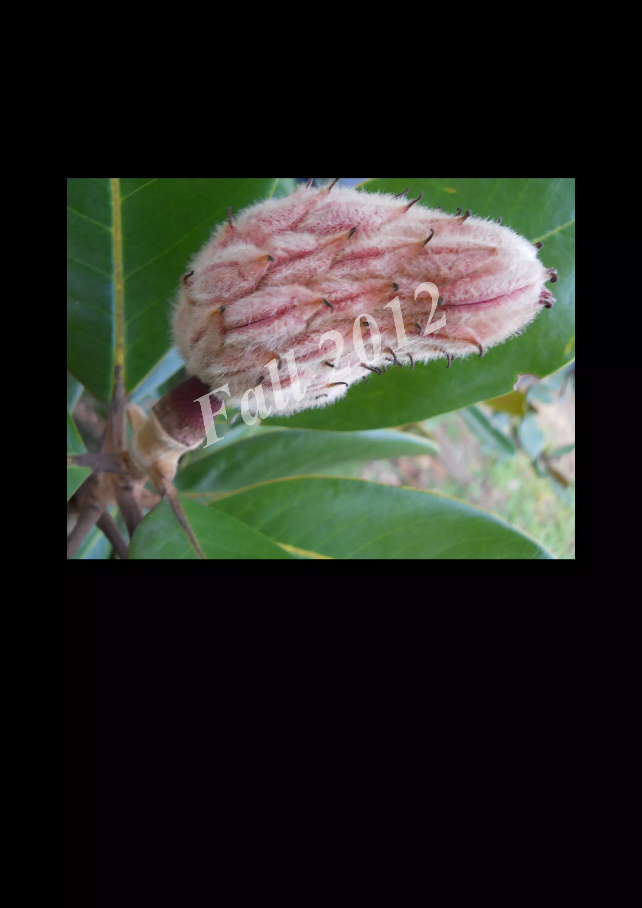 2 0 12
 a ll
F


    DSCN0491.JPG
 