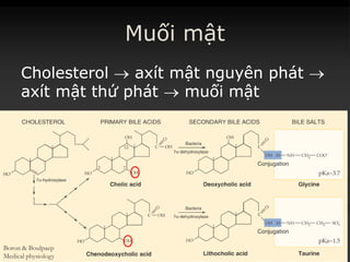 Muối mật
CholesterolCholesterol  axítaxít mậtmật nguyênnguyên phátphát 
axítaxít mậtmật thứthứ phátphát  muốimuối mậtmật
Boron & Boulpaep
Medical physiology
 
