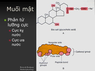 Muối mật
 PhânPhân tửtử
lưỡnglưỡng cựccực
 CựcCực kỵkỵ
nướcnước
 CựcCực ưaưa
nướcnước
Boron & Boulpaep
Medical physiology
 
