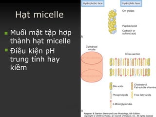 Hạt micelle
 MuốiMuối mậtmật tậptập hợphợp
thànhthành hạthạt micellemicelle
 ĐiềuĐiều kiệnkiện pHpH
trungtrung tínhtính hayhay
kiềmkiềm
 