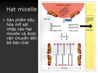 Hạt micelle
 SảnSản phẩmphẩm tiêutiêu
hóahóa mỡmỡ sátsát
nhậpnhập vàovào hạthạt
micellemicelle vàvà đượcđược
vậnvận chuyểnchuyển đếnđến
bờbờ bànbàn chảichải
 