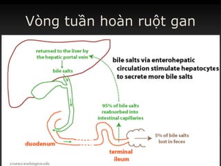 Vòng tuần hoàn ruột gan
courses.washington.edu
 