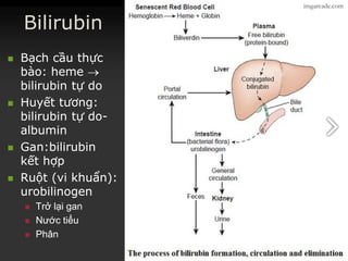 Bilirubin
 BạchBạch cầucầu thựcthực
bàobào:: hemeheme 
bilirubinbilirubin tựtự dodo
 HuyếtHuyết tươngtương::
bilirubinbilirubin tựtự dodo--
albuminalbumin
 Gan:bilirubinGan:bilirubin
kếtkết hợphợp
 RuộtRuột (vi(vi khuẩnkhuẩn):):
urobilinogenurobilinogen
 TrởTrở lạilại gangan
 NướcNước tiểutiểu
 PhânPhân
imgarcade.com
 