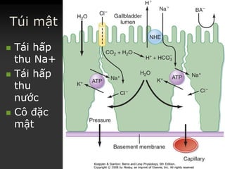 Túi mật
 TáiTái hấphấp
thuthu Na+Na+
 TáiTái hấphấp
thuthu
nướcnước
 CôCô đặcđặc
mậtmật
 