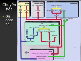 Chuyển
hóa
 GiaiGiai
đoạnđoạn
nono
 