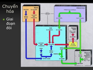 Chuyển
hóa
 Giai
đoạn
đói
 