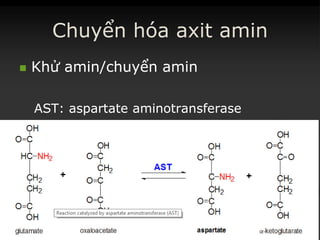 Chuyển hóa axit amin
 KhửKhử aminamin//chuyểnchuyển aminamin
AST:AST: aspartateaspartate aminotransferaseaminotransferase
 