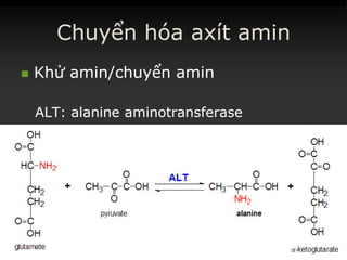 Chuyển hóa axít amin
 KhửKhử aminamin//chuyểnchuyển aminamin
ALT:ALT: alaninealanine aminotransferaseaminotransferase
 