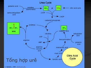 Tổng hợp urê
elmhurst.edu
 