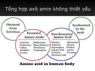 Tổng hợp axít amin không thiết yếu
 