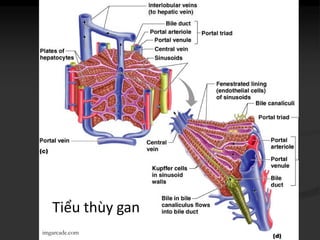 Tiểu thùy gan
imgarcade.com
 