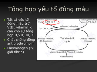 Tổng hợp yếu tố đông máu
 TấtTất cảcả yếuyếu tốtố
đôngđông máumáu trừtrừ
VIII; vitamin KVIII; vitamin K
cầncần chocho sựsự tổngtổng
hợphợp II,VII, IX, XII,VII, IX, X
 ChấtChất chốngchống đôngđông
antiprothrombinantiprothrombin
 PlasminogenPlasminogen ((lyly
giảigiải fibrin)fibrin)
 