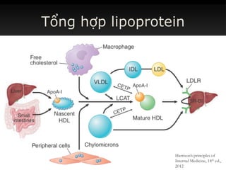 Tổng hợp lipoprotein
Harrison’s principles of
Internal Medicine, 18th ed.,
2012
 