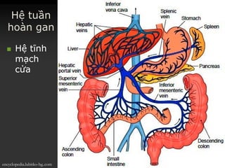 HệHệ tuầntuần
hoànhoàn gangan
 HệHệ tĩnhtĩnh
mạchmạch
cửacửa
encyclopedia.lubitko-bg..com
 
